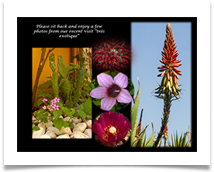 04 LPS Flowers July 2018 (Riviera)  CS  - Carol Sparkes